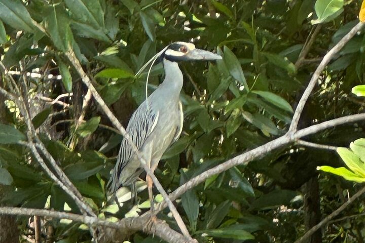 Terraba-Sierpe Mangrove Tour