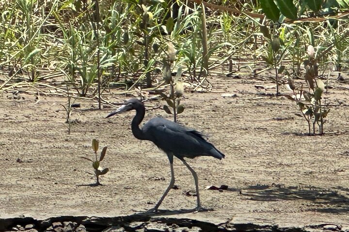 Terraba-Sierpe Mangrove Tour