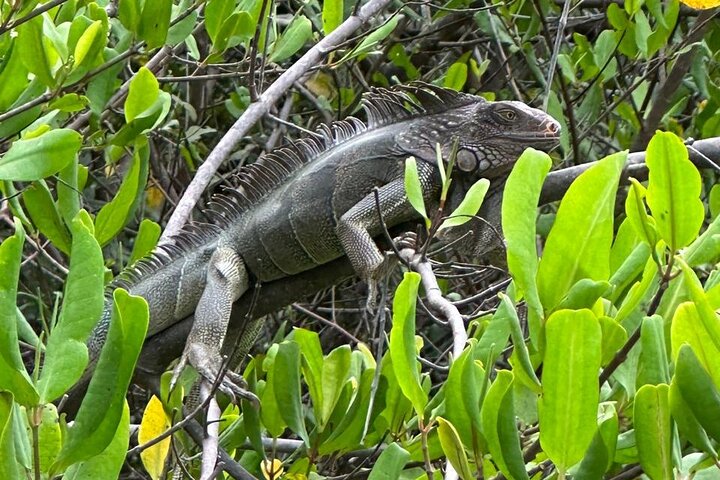 Terraba-Sierpe Mangrove Tour