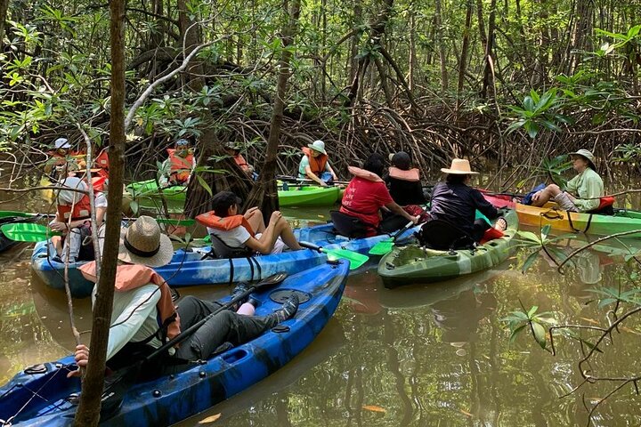 Terraba-Sierpe Mangrove Tour