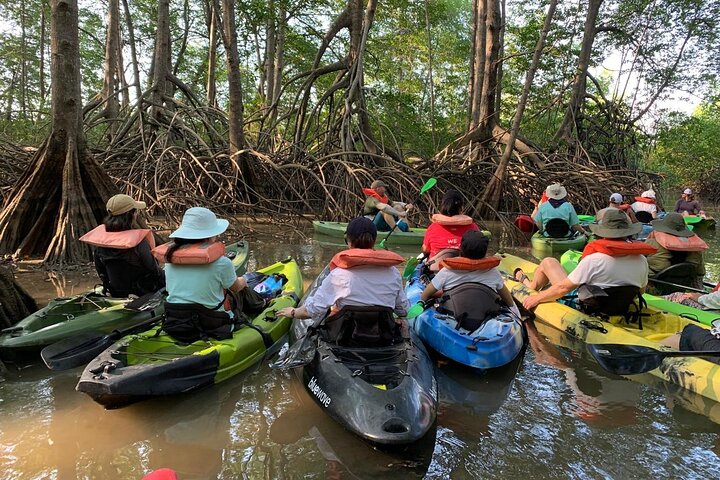 Terraba-Sierpe Mangrove Tour