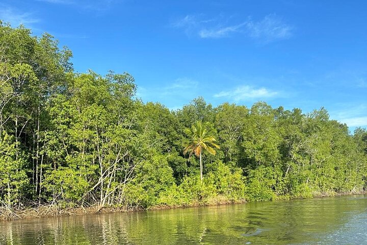 Terraba-Sierpe Mangrove Tour