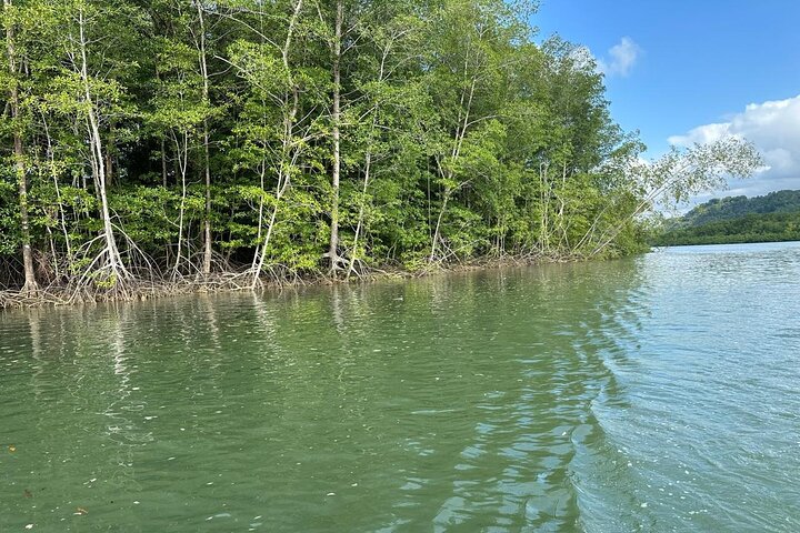 Terraba-Sierpe Mangrove Tour