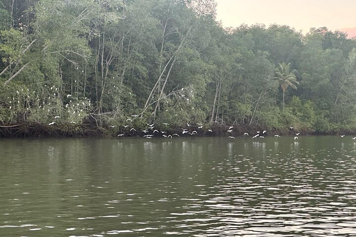 Terraba-Sierpe Mangrove Tour