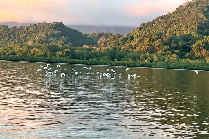 Terraba-Sierpe Mangrove Tour