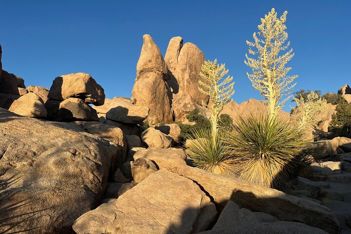 Private Sightseeing Adventure Tour of Joshua Tree National Park