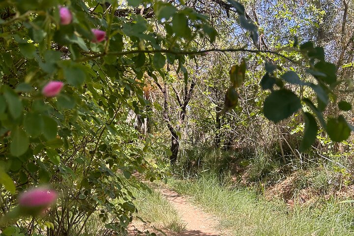 Private half-day mountain bike tour discover Palmeraie Skoura