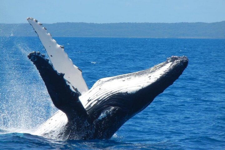 Adventure Whale Watching Tour Mooloolaba