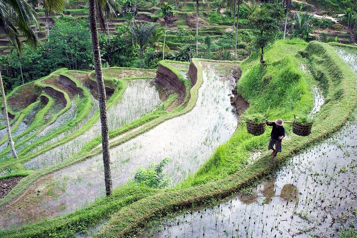 Ubud Private Tour - All Inclusive Premium Experience