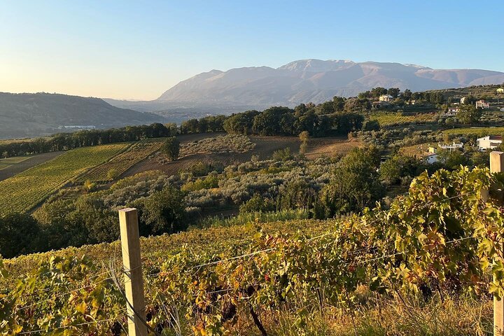 Winery Tour and Tasting in Abruzzo