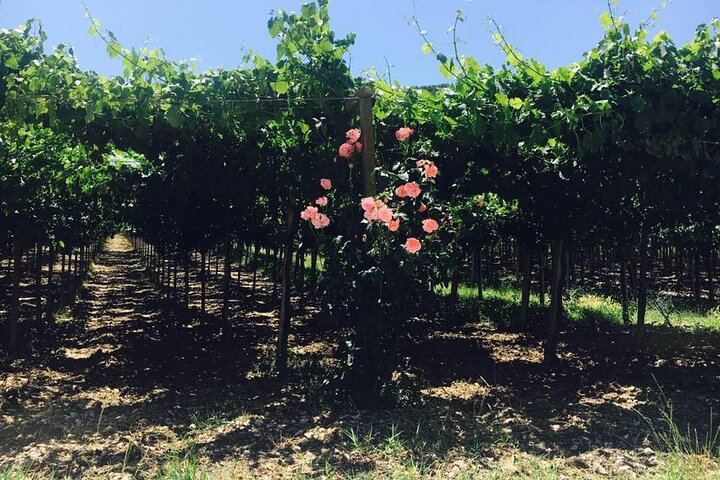 Winery Tour and Tasting in Abruzzo