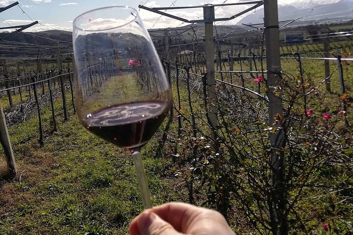 Winery Tour and Tasting in Abruzzo