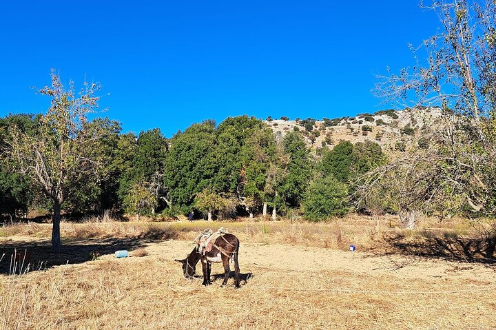 Private Tour-Knossos Palace Zeus Cave Olive Oil Mill & Wine