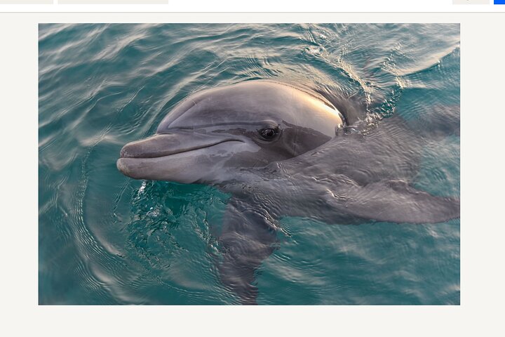 BIG FUN Dolphin Cruise & Sealife Experiece ORANGE BEACH ALABAMA