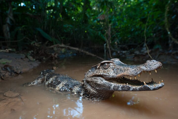 Exclusive 3-Day All-Inclusive Amazon Adventure in Napo Province