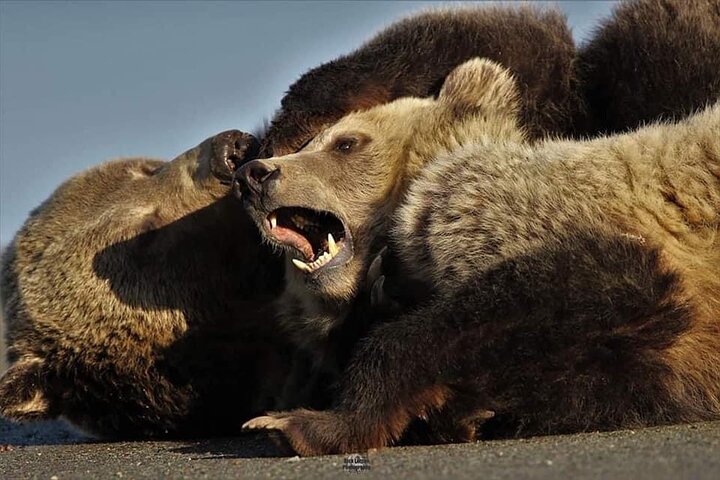 250th Celebration Yellowstone Open Air Tour W/Deals,lunch & Gifts