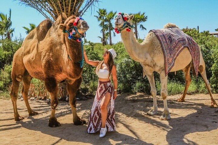 Camel Safari, UTV Adventure, and Tequila Tasting in Cabo