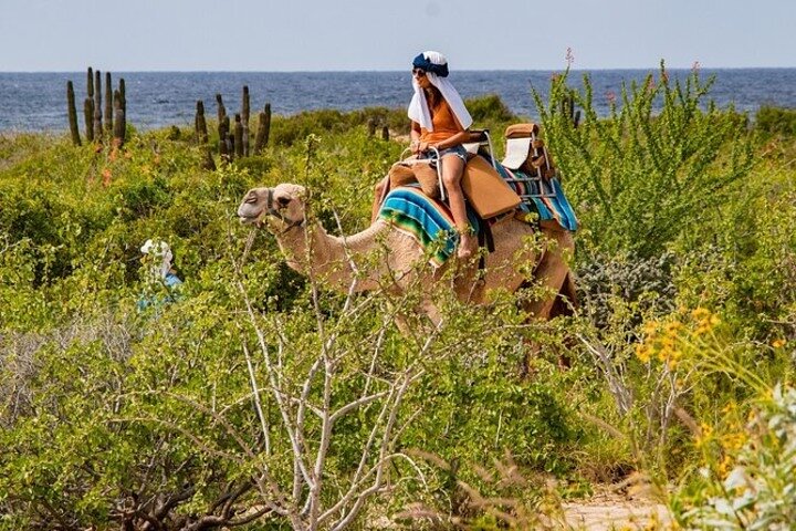 Camel Safari, UTV Adventure, and Tequila Tasting in Cabo