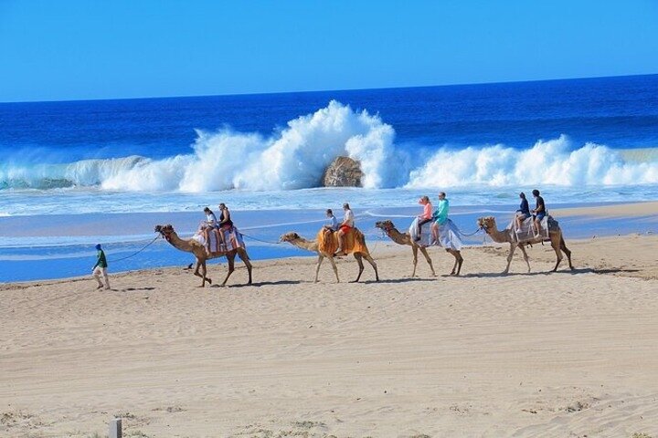 Camel Safari, UTV Adventure, and Tequila Tasting in Cabo