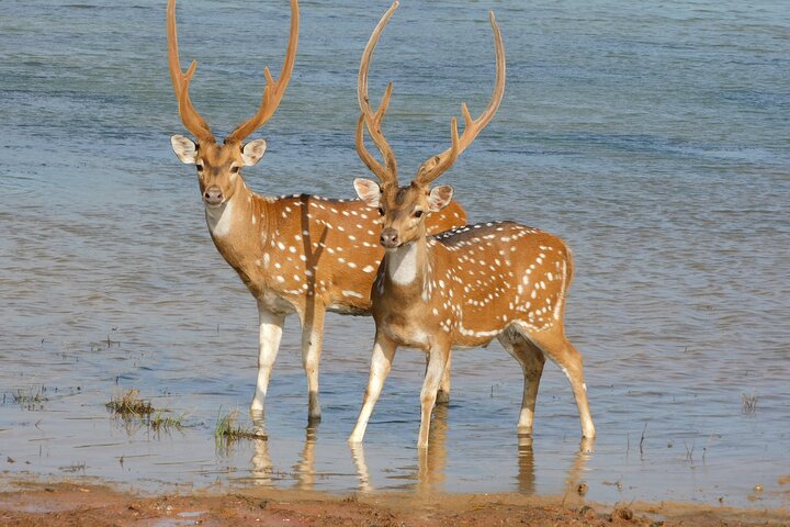 Yala National Park High-Luxury PRIVATE Tours with Entry Tickets
