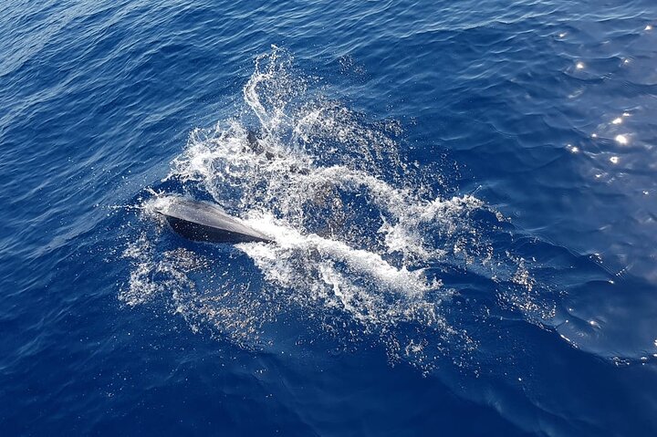 Day sailing Skiathos Skopelos with lunch on Rainbow yacht