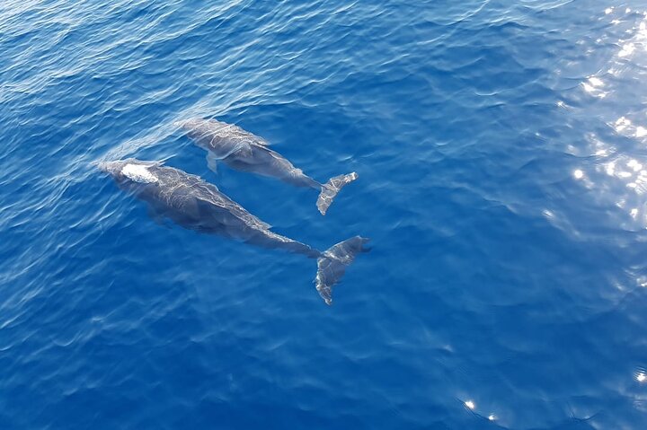Day sailing Skiathos Skopelos with lunch on Rainbow yacht