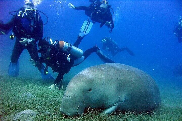 Marsa Mubarak Boat Trip with Turtles and Dugongs From Marsa Alam