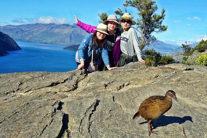 Mou Waho Island Cruise & Self-Guided Nature Walk