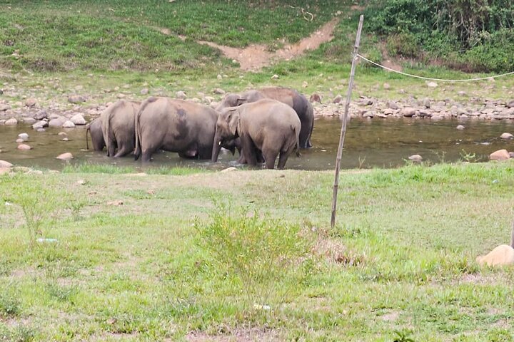 Anakkulam Wild Elephant Visiting(Jeep tour)