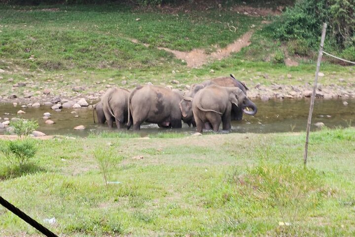 Anakkulam Wild Elephant Visiting(Jeep tour)