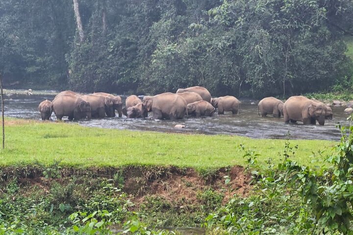 Anakkulam Wild Elephant Visiting(Jeep tour)