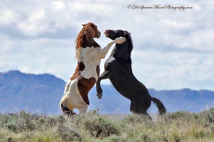 Kicking Red Canyon Wild Mustang Bus Tour Deals 5 PM In Cody
