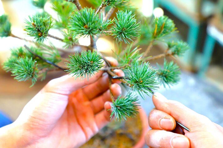 Bonsai Art Tour & Experience in Japan's Most Sacred "Bonsai City"