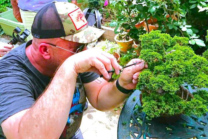 Bonsai Art Tour & Experience in Japan's Most Sacred "Bonsai City"