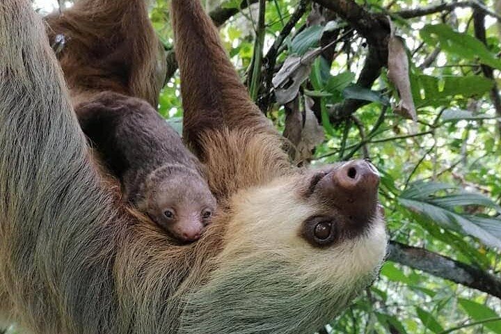 Rio Celeste Hiking, Sloth Sanctuary & Llanos de Cortes Waterfall Tour
