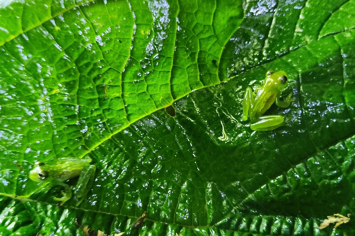 Rio Celeste Hiking, Sloth Sanctuary & Llanos de Cortes Waterfall Tour