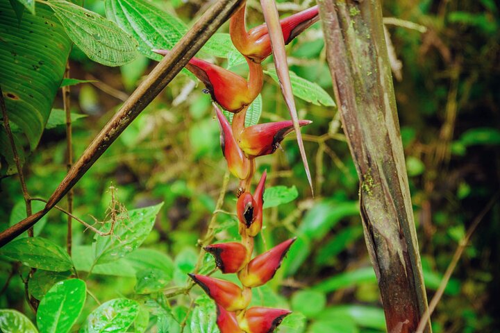 Rio Celeste Hiking, Sloth Sanctuary & Llanos de Cortes Waterfall Tour