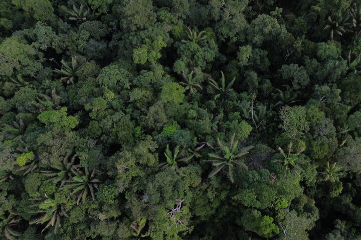 4-Day All-Inclusive Amazon Adventure: Explore Napo's Rainforest