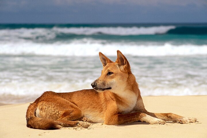 K'gari (Fraser Island) Day Tour - From Rainbow Beach
