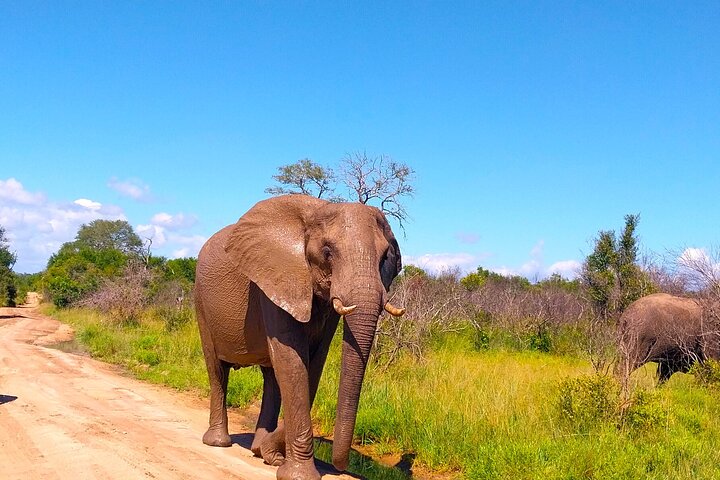 Kruger Park Full Day Guided Safari