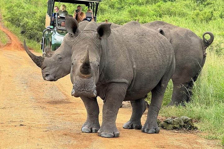 Kruger Park Full Day Guided Safari