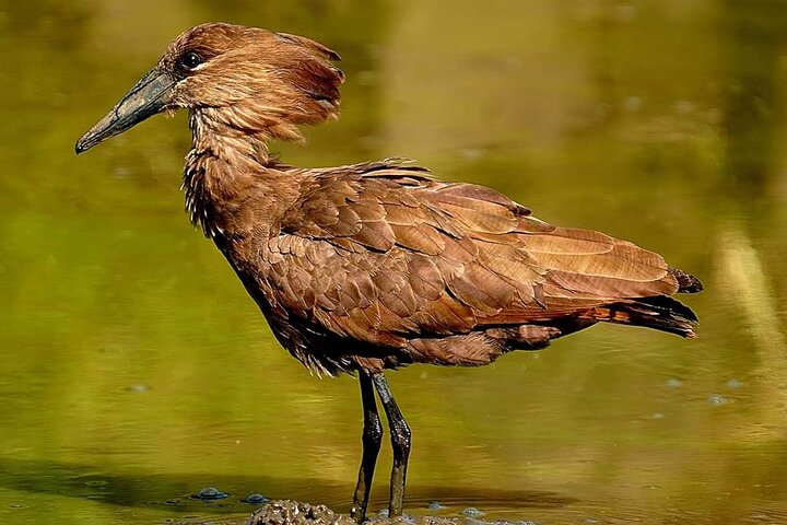Kruger Park Full Day Guided Safari