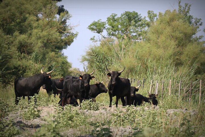 Aigues Mortes: 4x4 photo safari in the Camargue