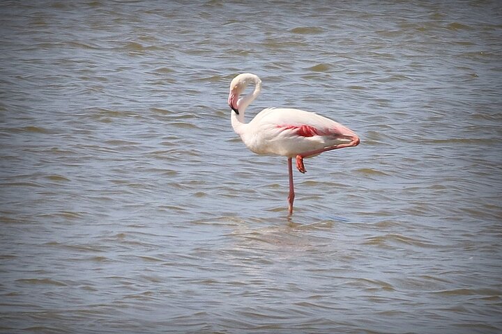 Aigues Mortes: 4x4 photo safari in the Camargue