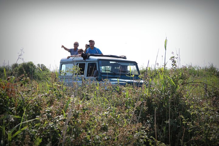Aigues Mortes: 4x4 photo safari in the Camargue