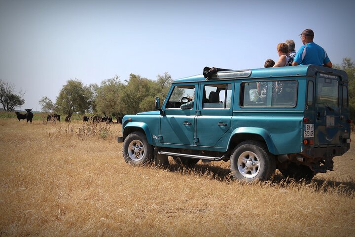 Aigues Mortes: 4x4 photo safari in the Camargue