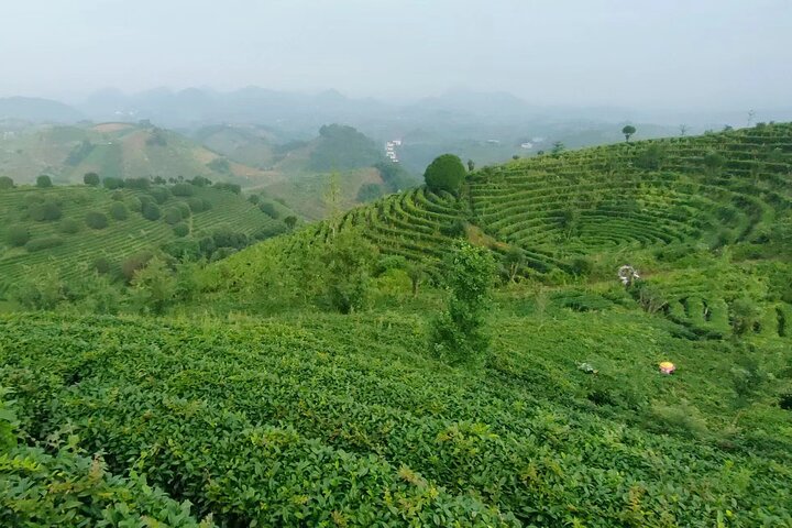 Qixianfeng Tea Plantation Tour in Yangshuo