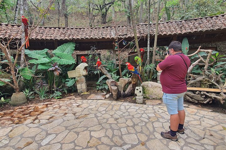 From San Pedro Sula: Mayan Ruins of Copan Day Trip