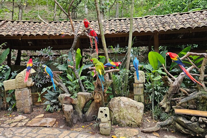 From San Pedro Sula: Mayan Ruins of Copan Day Trip
