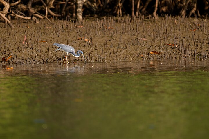 Tamarindo Estuary Boat Safari